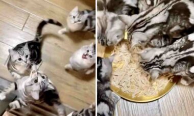 Vídeo hilário: gatos ficam incontrolavelmente excitados com a chegada do jantar