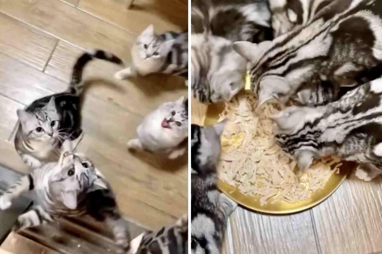 面白い動画：夕食が届くと猫たちが制御不能なほど興奮