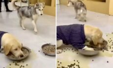 Vídeo hilário: cão desastrado e guloso estraga o jantar de todo mundo