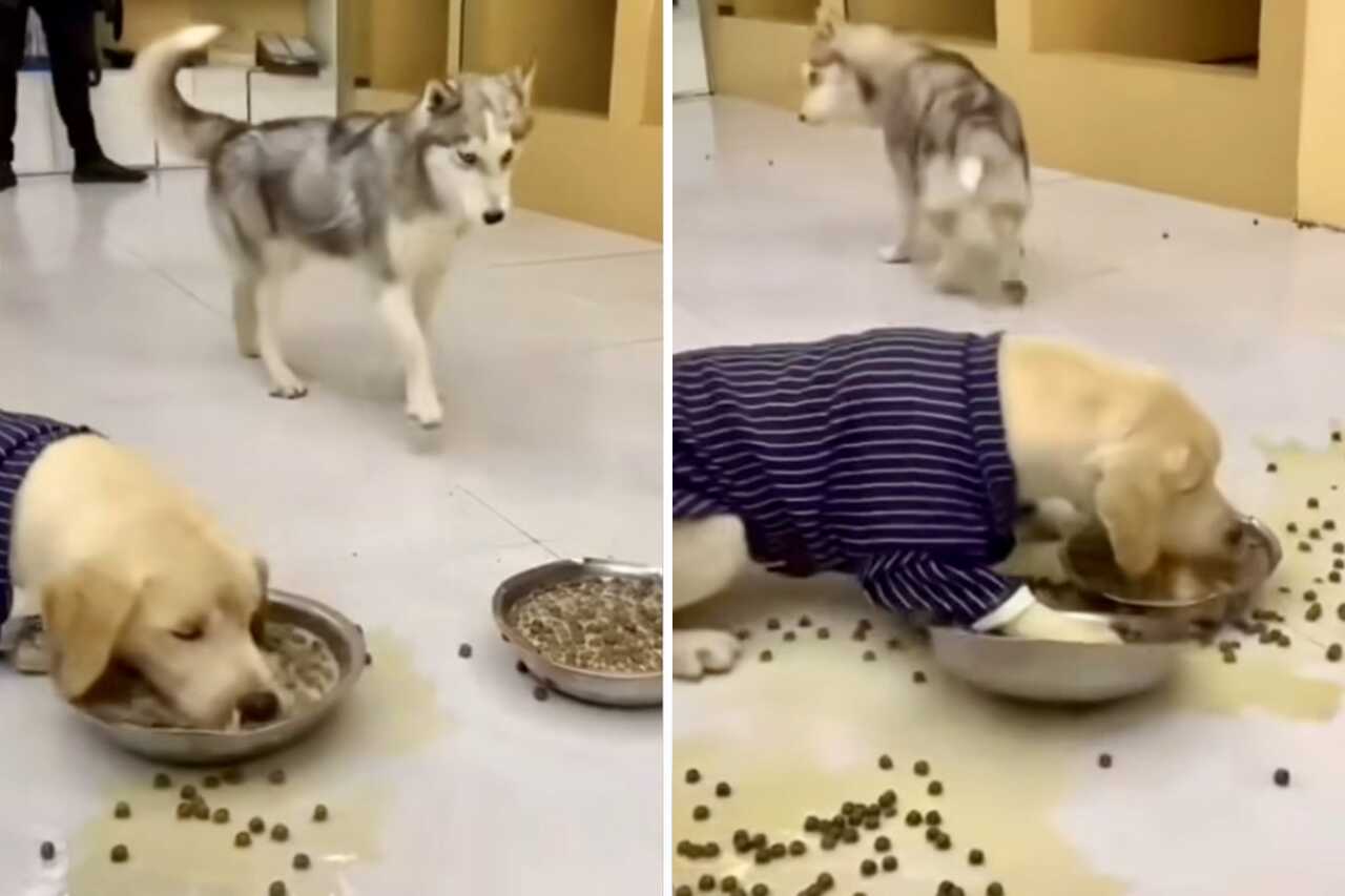 Video divertido: perro torpe y glotón arruina la cena de todos