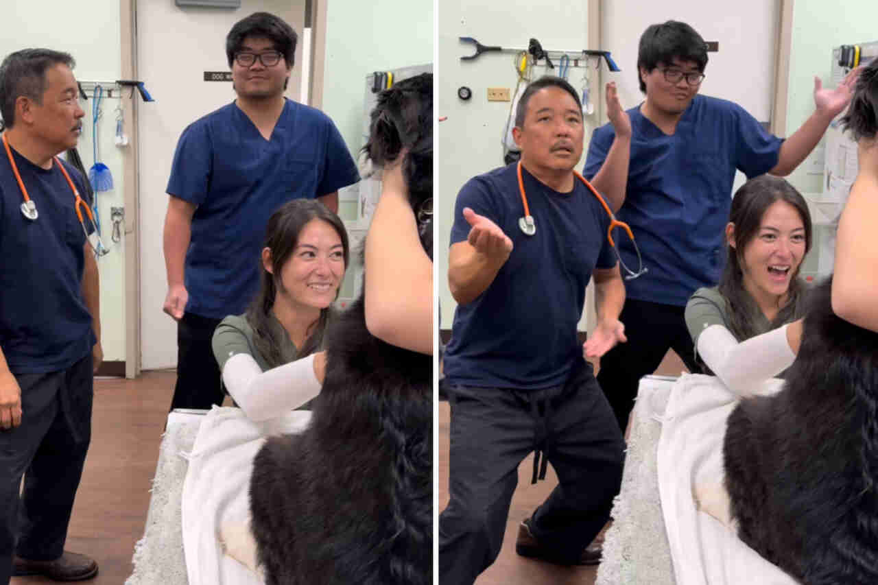 Video amuzant: medicii veterinari folosesc o truc neobișnuit pentru a calma un câine în timpul recoltării de sânge