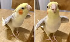 Vídeo: passarinho afinado assovia versão contagiante de 'Jingle Bells'