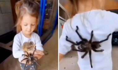 Vídeo assustador: menina adota tarântulas como animais de estimação