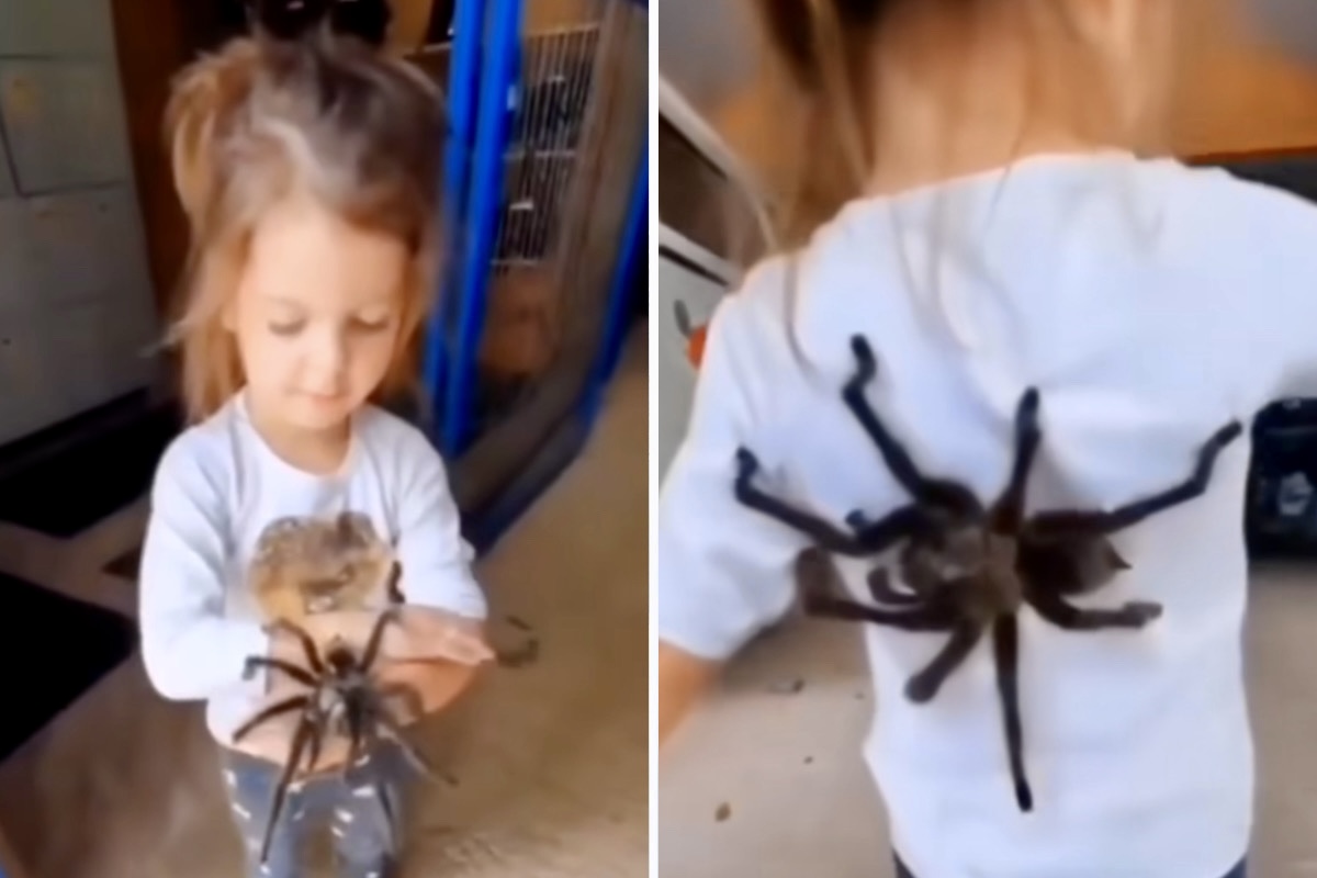 Przerażające wideo: Dziewczynka adoptuje pająki jako zwierzęta domowe
