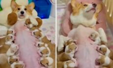 Esse vídeo de 10 filhotes de cãezinhos corgi mamando vai aquecer seu fim de semana