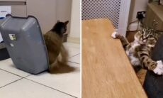 Tente não rir com esses vídeos que registram trapalhadas de gatos