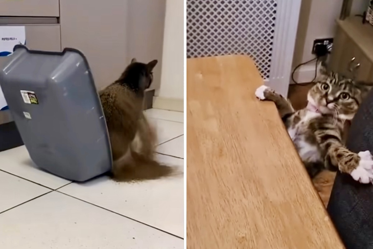 Försök att inte skratta åt dessa videor som fångar katters klumpighet