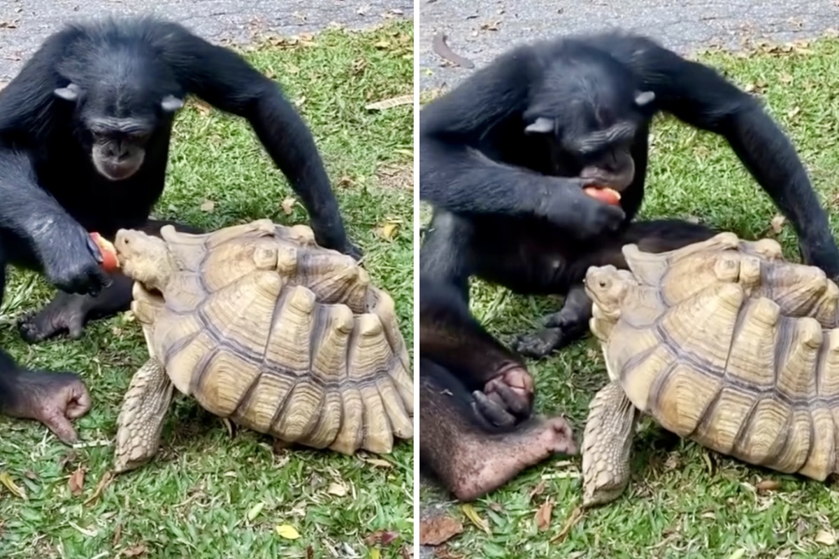 Wideo przedstawia hojnego szympansa dzielącego się jabłkiem z żółwiem