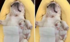 Vídeo de mãe e filho buldogues franceses dormindo é a coisa mais fofa que você vai ver hoje