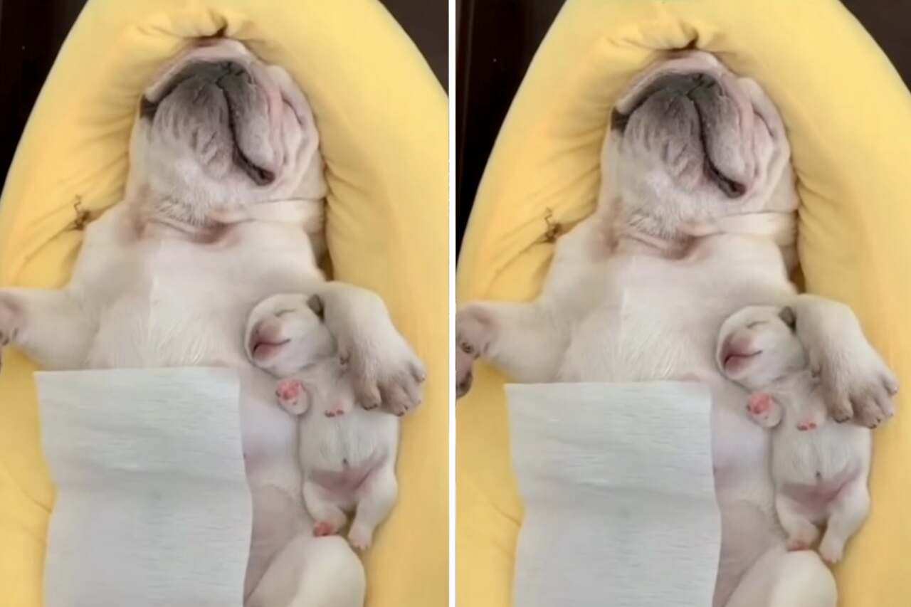 A francia bulldog anya és fia alvó videója a legédesebb dolog, amit ma láthatsz
