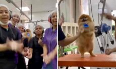 Vídeo fofo: não há cão mais feliz que esse no banho e tosa