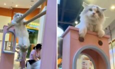 Vídeo impressionante: alguns gatos parecem ter superpoderes
