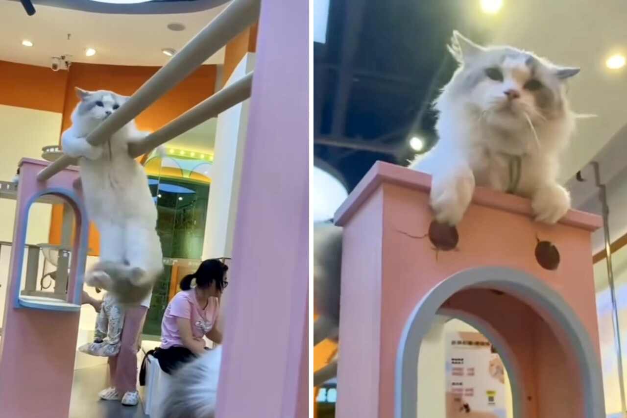 Video impresionant: Unele pisici par să aibă superputeri