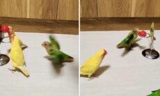 Incrível: passarinhos disputam partida eletrizante de basquete