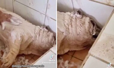 Vídeo fofo: cãozinho fica tão relaxado no banho que dorme roncando