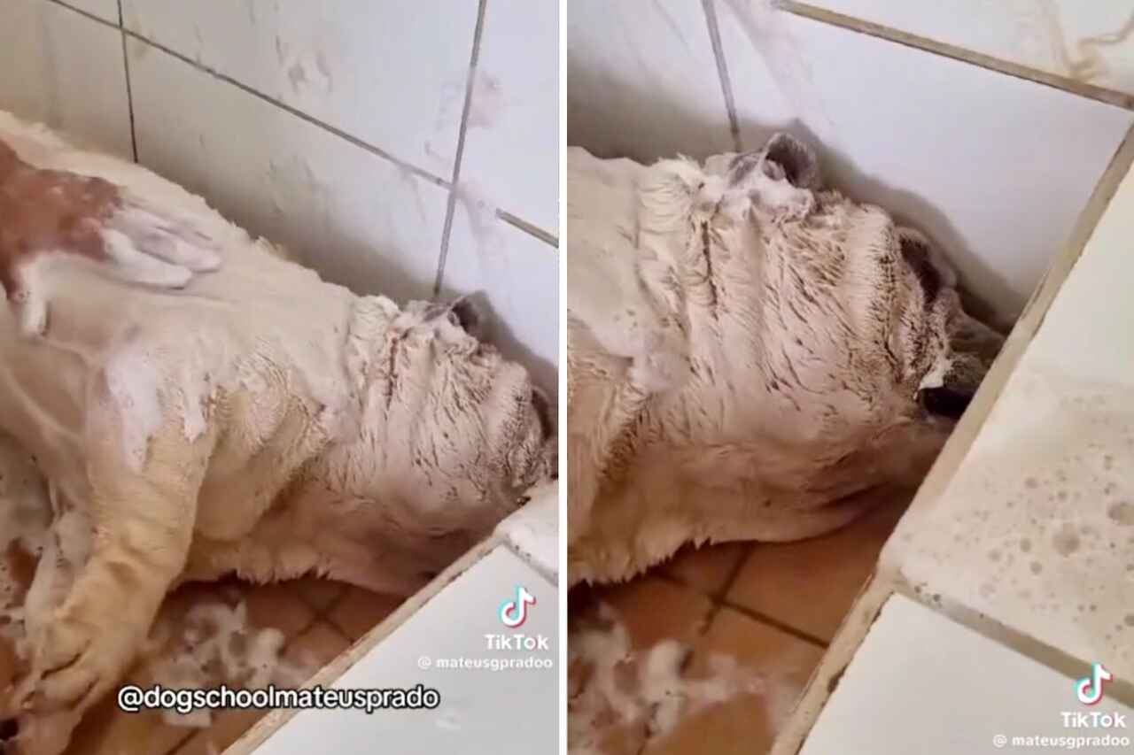 Video tierno: Perrito se relaja tanto en el baño que se queda dormido roncando