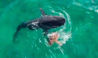 Tartaruga marinha escapa de ataque de tubarão-tigre em vídeo espetacular. Foto e vídeo: Reprodução Twitter @coloradolifer1