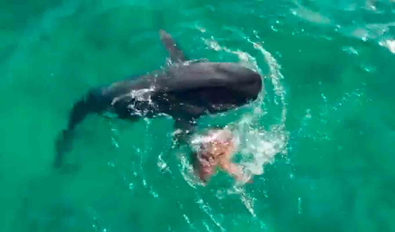 Tartaruga marinha escapa de ataque de tubarão-tigre em vídeo espetacular. Foto e vídeo: Reprodução Twitter @coloradolifer1
