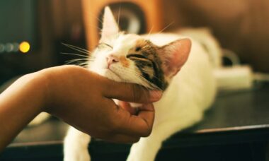 5 dicas para estreitar os laços entre você e um gato recém-adotado