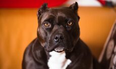 Homem luta para salvar a vida de cão que o atacou durante sexo; entenda