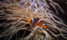 As vantagens e as desvantagens de ter um peixe como pet