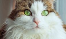 Descubra qual é a melhor raça de gato de acordo com o seu signo . Foto: pexels