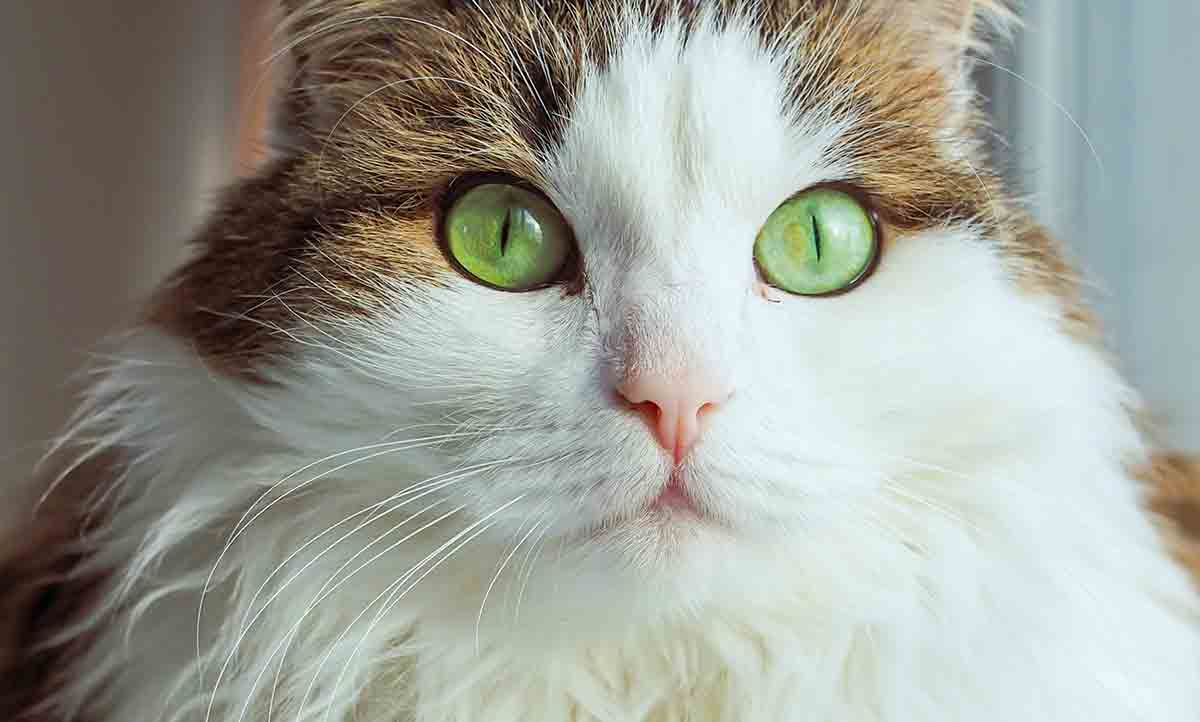 Entdecken Sie die beste Katzenrasse für Ihr Sternzeichen. Foto: Pexels