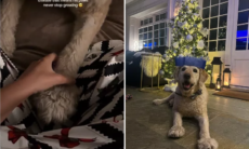 大きな足とたくさんの愛らしさ。 写真：Reprodução TikTok @ELLIE_CAPALA