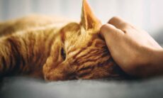 Seu gato tem vomitado ultimamente? Talvez não seja vômito; entenda