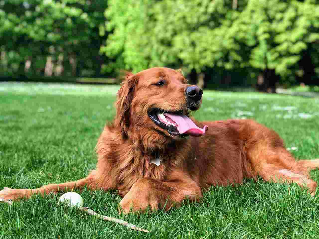 Tudo o que você precisa saber antes de levar seu cão a um parque