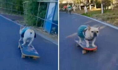 인상적인 비디오: 이보다 더 뛰어난 스케이트보드하는 개 찾기가 어려울 것 같아. 사진: Instagram 재생