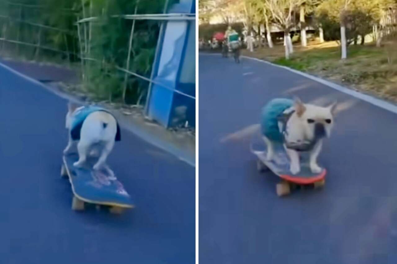 Imponerende video: Det er vanskelig å finne en mer dyktig skateboardende hund enn denne. Foto: Reproduksjon Instagram