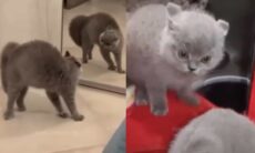 Vídeo hilário: gatos brigam contra a própria imagem no espelho