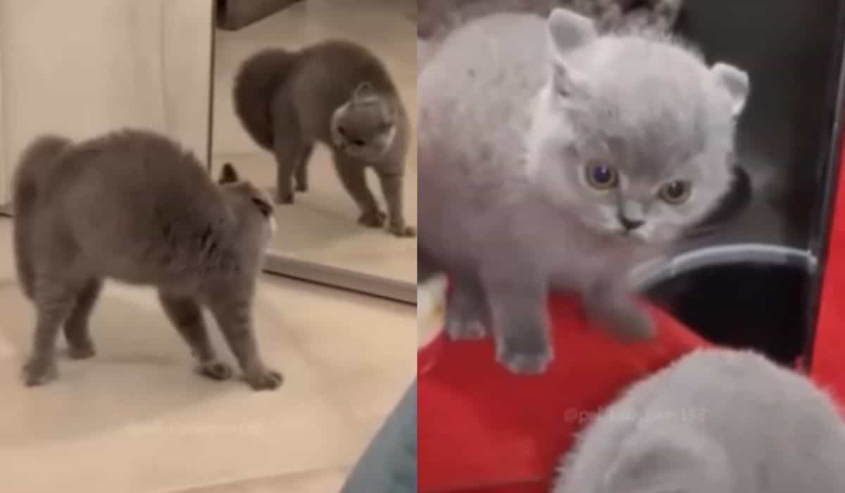 Vídeo hilário: gatos brigam contra a própria imagem no espelho