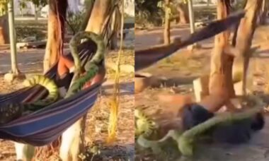 Vídeo mostra homem que é 'atacado' por cobra gigante enquanto dorme na rede