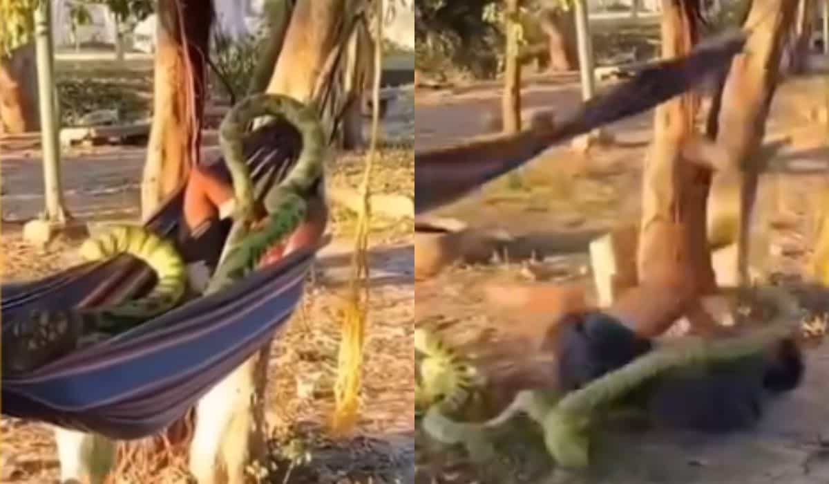 Video mostra un uomo che viene 'attaccato' da un serpente gigante mentre dorme sull'amaca