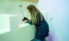 Conheça os benefícios da cromoterapia para o seu pet