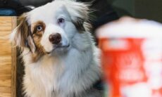 Confira as 20 raças de cães mais inteligentes, de acordo com a neuropsicologia