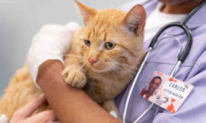 Confira 11 curiosidades sobre o coração do seu gato