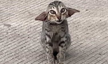 Gato de rua com a cara do Yoda viraliza nas redes e é adotado