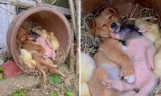 Esse vídeo de cão, porco e patos dormindo juntos vai aquecer o seu fim de semana