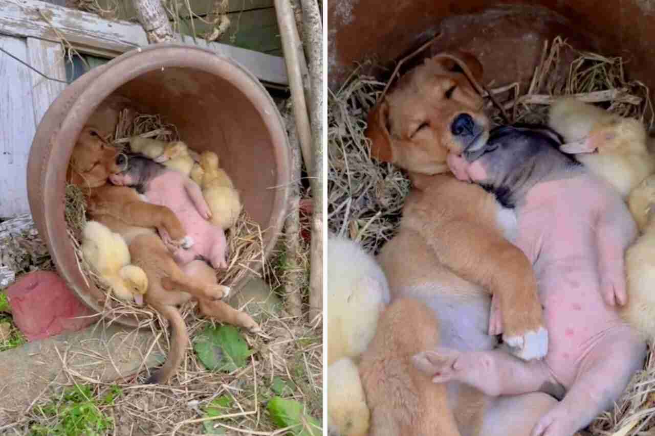 This video of dog, pig, and ducks sleeping together will warm your weekend