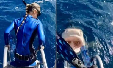 Vídeo assustador: prestes a mergulhar, mulher dá de cara com tubarão