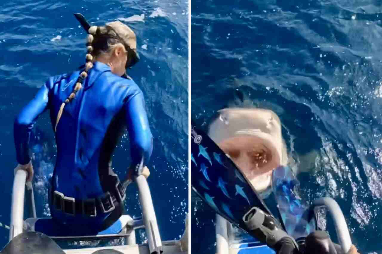 Vídeo assustador: prestes a mergulhar, mulher dá de cara com tubarão