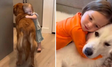 Vídeos registram relações afetuosas entre cães e crianças