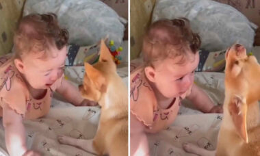 Vídeo fofo: cachorrinho faz bebê parar de chorar