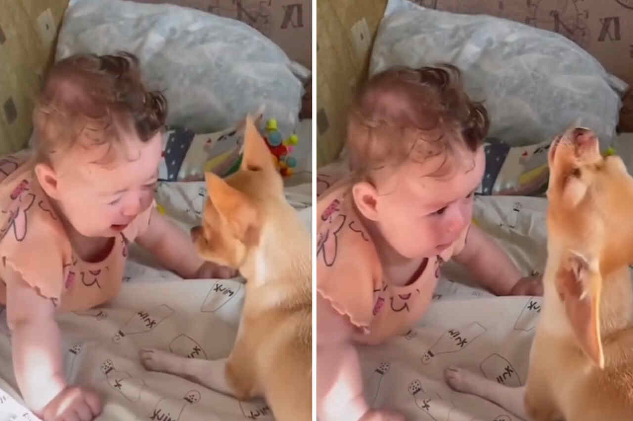 Vídeo fofo: cachorrinho faz bebê parar de chorar