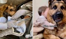 Vídeo fofo registra um ano de convivência entre bebê recém-nascido e cão pastor alemão