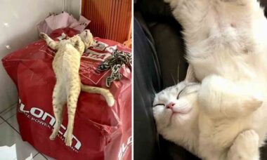Vídeos hilários: gatos adoram dormir em posições bizarras, mas esses exageraram