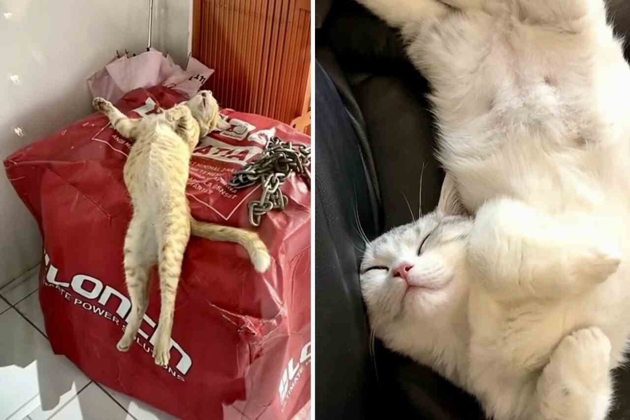 Videos divertidos: A los gatos les encanta dormir en posiciones extrañas, pero estos se pasaron de la raya